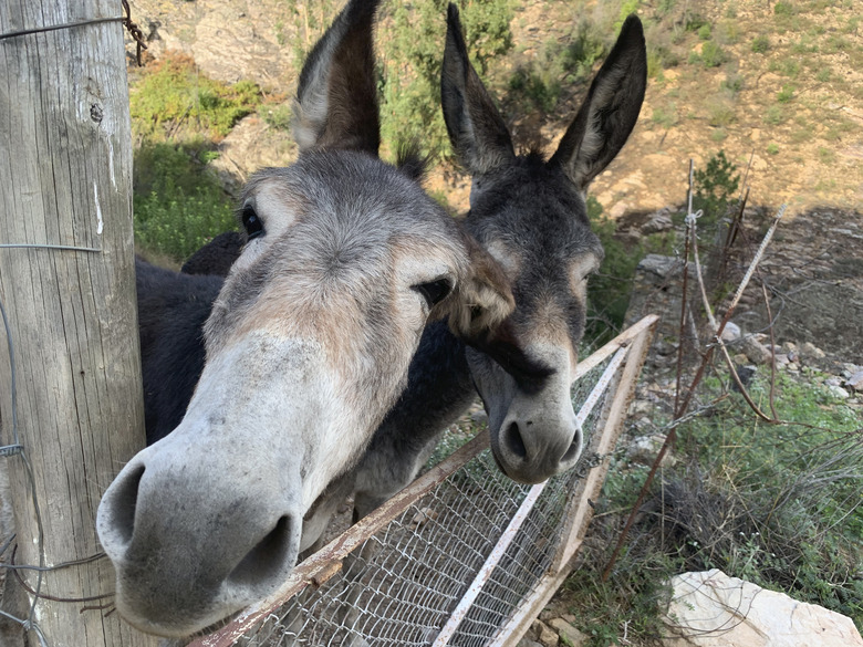 Friendly donkeys greet pedestrians on the way to the Fonte do Pego freshwater swimming pool in the village of Penha Garcia, Portugal on Sept. 18, 2023. (Kristen de Groot via AP)