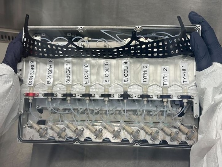 Several bacteria strains being prepped to be sent to the International Space Station.