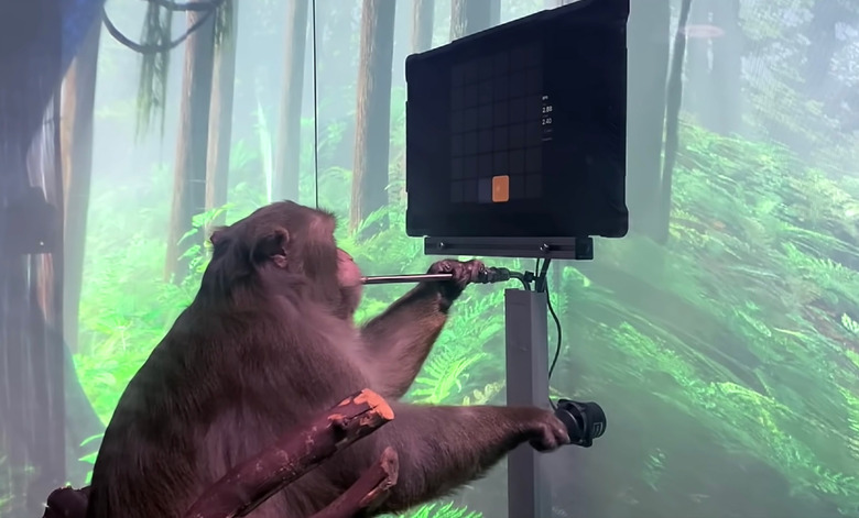 A monkey sits in front of a monitor and watches the screen as it blows into a small metal pipe as part of the Neuralink testing.