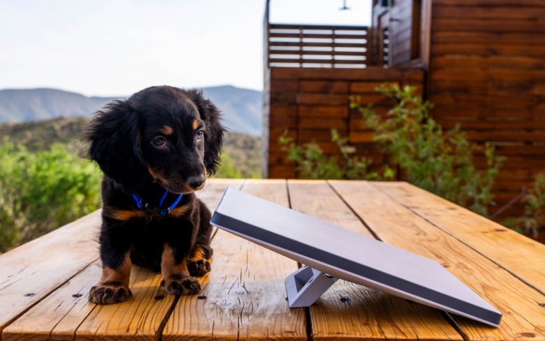 A small black and brown dog on wooden table looking at a flat, silver device.