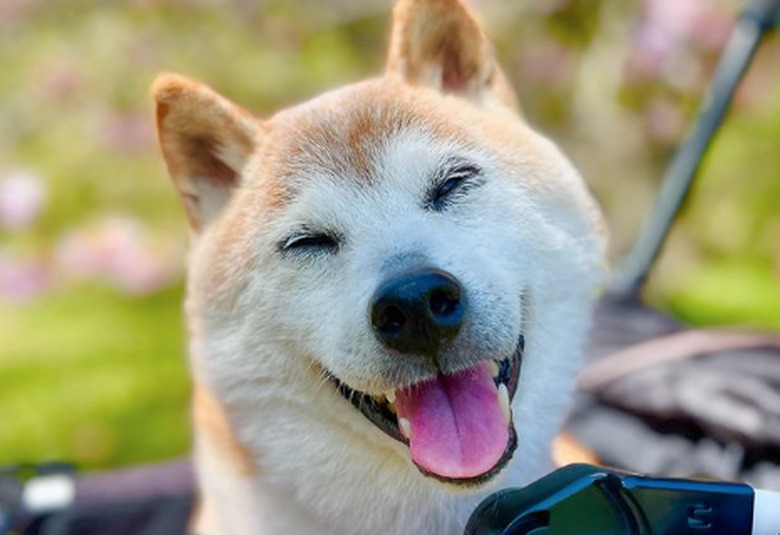 An image of a happy dog.