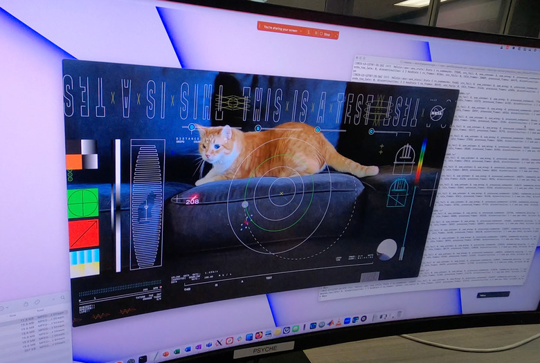 An image of Taters the cat displayed on a curved computer monitor