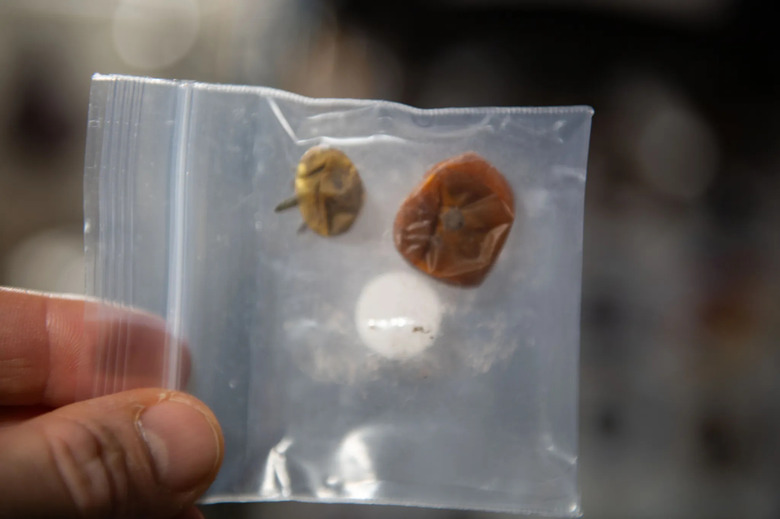 Two dehydrated dwarf tomatoes in a plastic bag that were found after months lost on the International Space Station